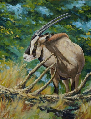 "Fringed Ear Oryx" 20"x16" oil on gallery wrap canvas Painted in 2012